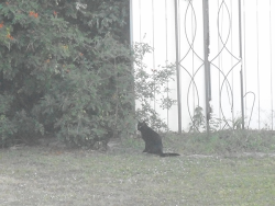   GUYS, I WALKED OUTSIDE AND THERE IS A BLACK CAT IN MY YARD HOW LUCKY AM I !!! HAPPY HALLOWEEN TO ME