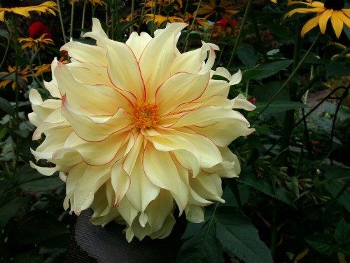 Sex flowerfood:  Dahlia  pictures