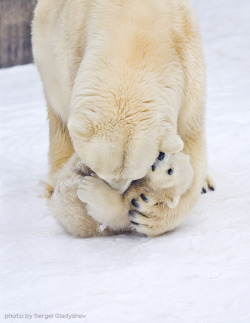 llbwwb:   Todays Cuteness:) Kissie-kissie by sergei gladyshev 