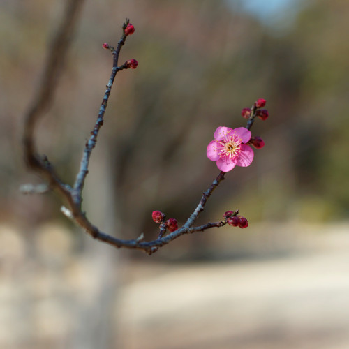 superbnature: a breath of spring by ai3310X flic.kr/p/jEktfM
