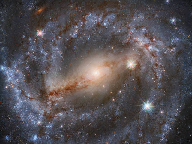 Spiral galaxy NGC 5643 with a bright, barred center surrounded by an orange-y glow. Vaguely purplish swirling arms extend outward from the center and appear somewhat mottled as streams of dust block white and blue stars in the arms here and there. A few stars are each surrounded by many sharp diffraction spikes. Credit: ESA/Hubble and NASA, A. Riess et al.; acknowledgement: Mahdi Zamani