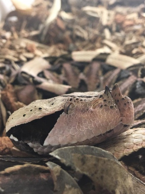 Amazing close up of a Gaboon viper (Bitis rhinoceros). Credit: ‎Cody Conway‎ > For more pics, vid