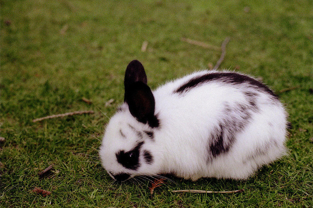 darlingbunbuns:  Smudges of black on white 