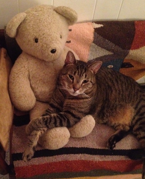 ohnopicturesofanothercat: Utley says, “What? We’re buddies!”When Utley was a 