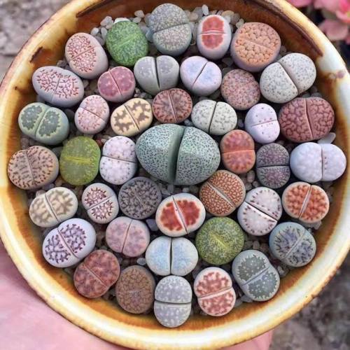 halotolerant:end0skeletal:Succulents!1. Spiral Aloe2. Lithops (Living Stone)3.Mammillaria mystax4.Qu