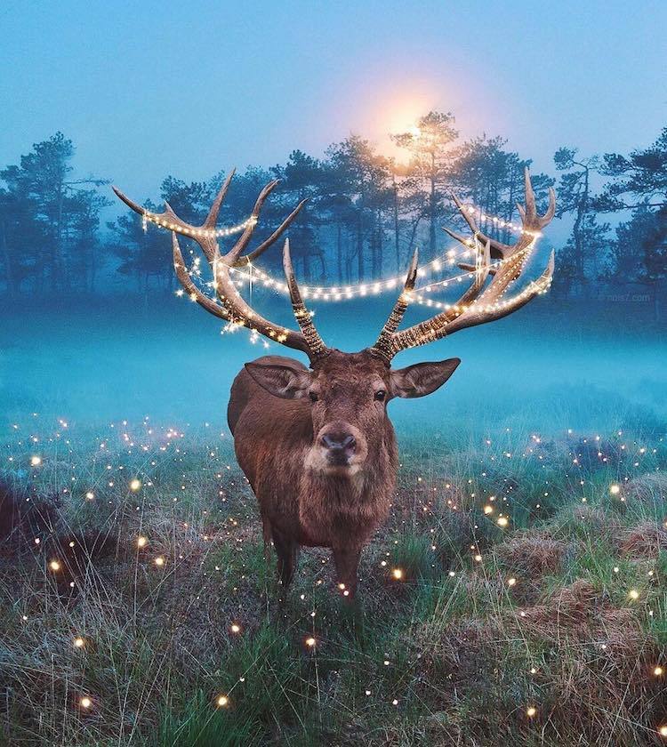 mymodernmet:  Photo Expert Creates Dreamy Fairytale Images of Animals in Unexpected