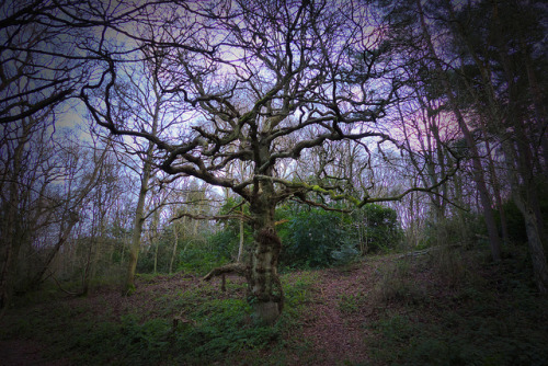 Spooky tree by Les Fisher on Flickr.