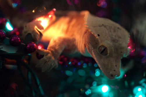 kittendrumstick:  I didn’t leave Artemis out of Christmas, either, though he wasn’t thrilled about h