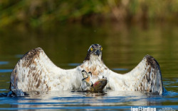 fairy-wren:  Osprey (photos by jose pesquero)