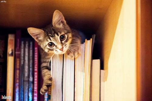 randomhouse:
“ “HI WERE YOU LOOKING FOR ME YOU WERE LOOKING FOR ME RIGHT PLEASE PET ME INSTEAD OF READING ONE OF THESE THINGS PLEASE PLEASE PLEASE”
Don’t fall for those sweet eyes and those elegantly draped whiskers and those widdle paws and that...