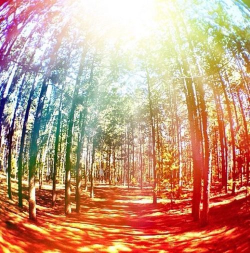 shade-16kj:  I want to get lost in the forest! 
