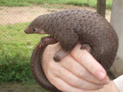 Poached PangolinsWhen we talk about poaching, pangolins probably aren’t one of the first animals tha