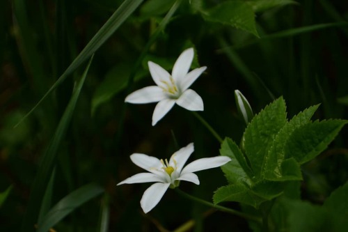 Grass lily ❤ (according to my mum and my plant identification app) Or, well&hellip;nap-at-noon s