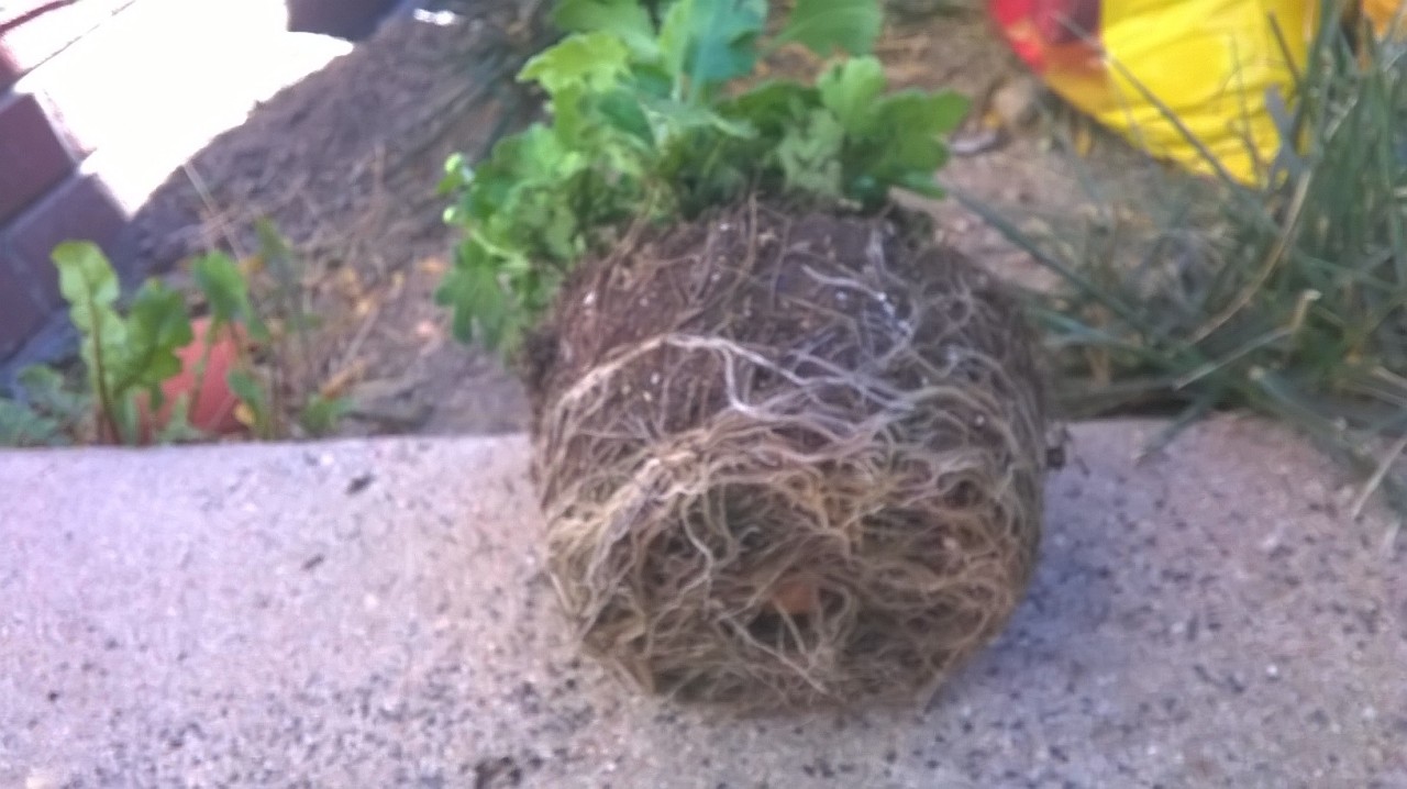 I discovered the real reasons why my garden mums weren’t doing so hot. The leaves