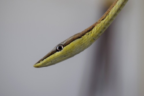 Super narrow snake AKA Mexican Vine Snake. This is Merlin and he is freaking awesome (and adorable).