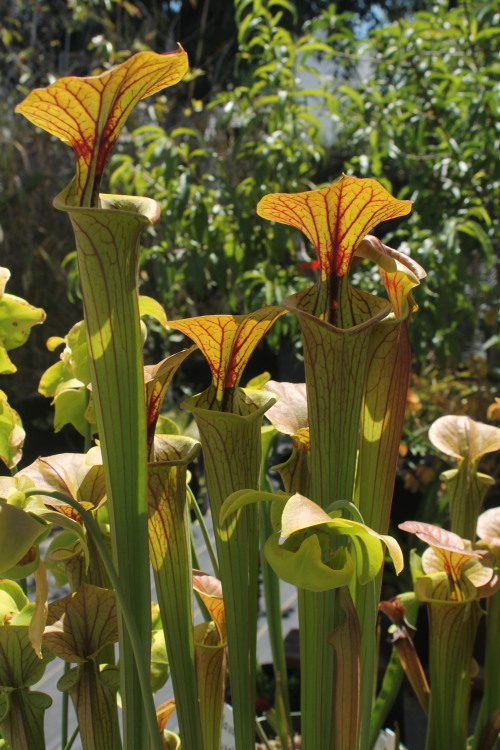 Sarracenia flava v. ornata, a handsome and well decorated American pitcher plant native to the Gulf 