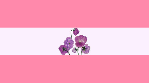 15in by 8in Larger Sapphic and Achillean flags, courtesy of @achilleanking.Thank you very much!!