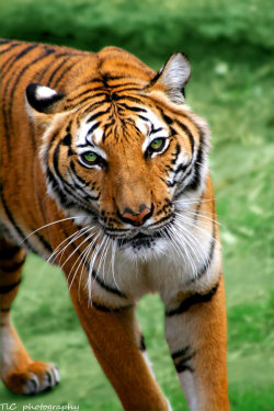 animals-are-hype:  You’re brave to get so close … ( revised ) by ~TlCphotography730 