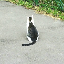 his-shining-tears:  Cat pattern in a cat