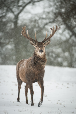 celestiol:  Red Deer Approaching In Snow | by Old-Man-George 