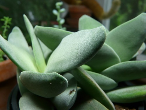 Crassula perfoliata var. falcata (unless someone thinks otherwise?) from the grocery store. I can&rs