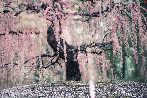 culturenlifestyle:The Enchanting Japanese Spring Photographed by Hidenobu SuzukiJapanese beautician 