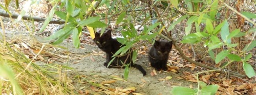 catsuggest:pls donot distourb they are in the middle of important negotiations