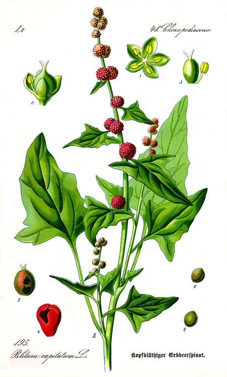 Chenopodium capitatum illustrationFlora von Deutschland, Österreich und der Schweiz 1885, Gera,