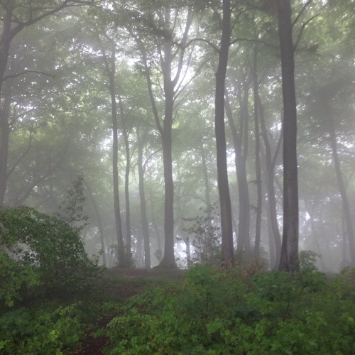 captain1aardvark: The fog. Beech woods near where I live. Photos by captain1aardvark