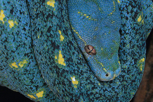 take-me-far-away-from-here:Green Tree Python - blue coloring  (Morelia viridis)The adults have a vib
