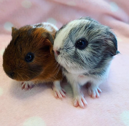theantisocialbunny:  My guinea pig had her babies and they are the cutest little girls ever  