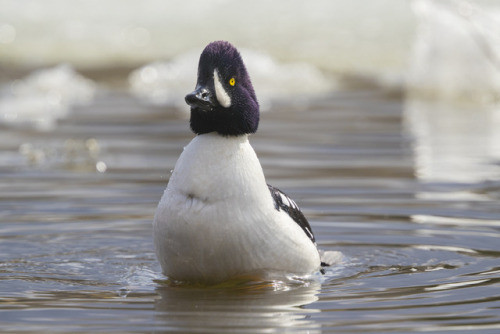 Barrow’s Goldeneye (Bucephala islandica) >>by Peter Stahl