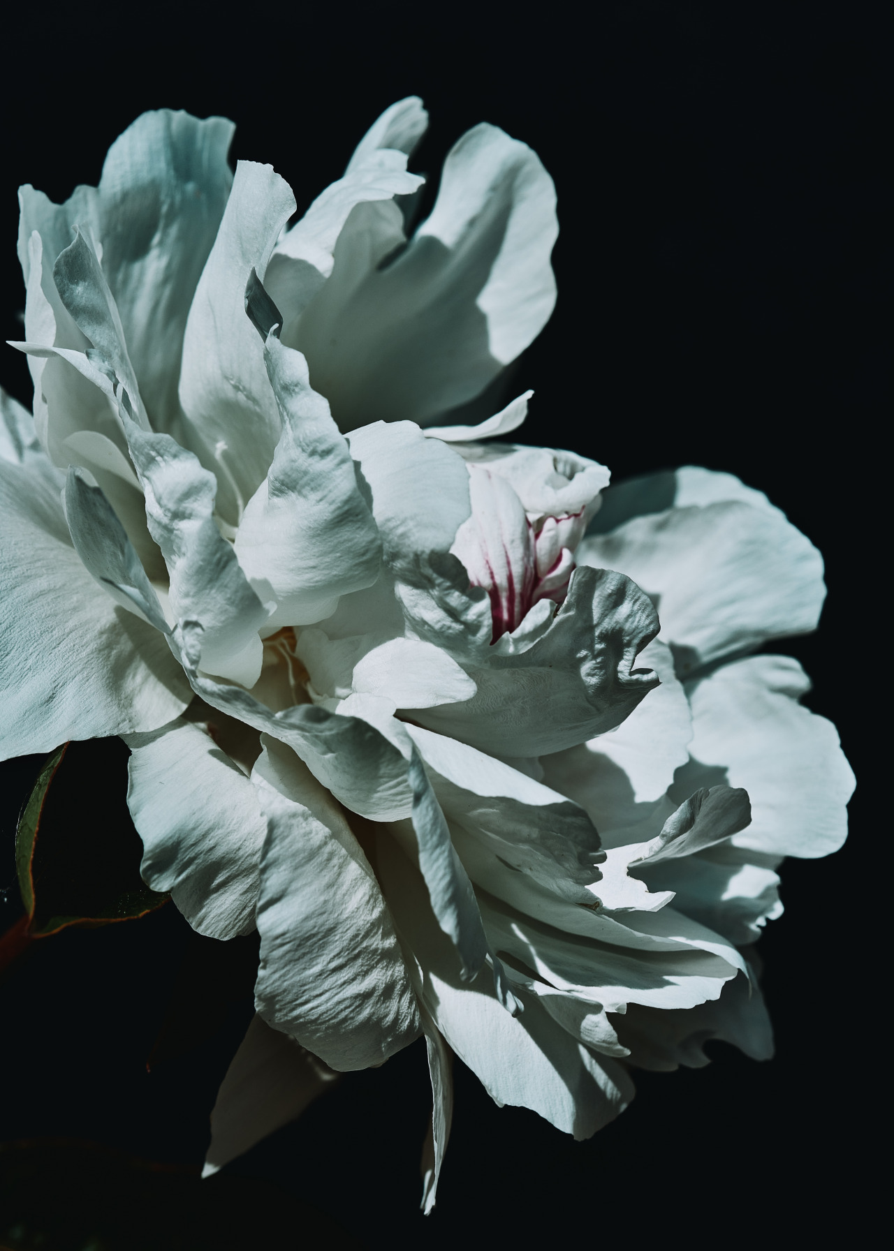 Pivoine from my garden
Photo : Frederic Sofiyana