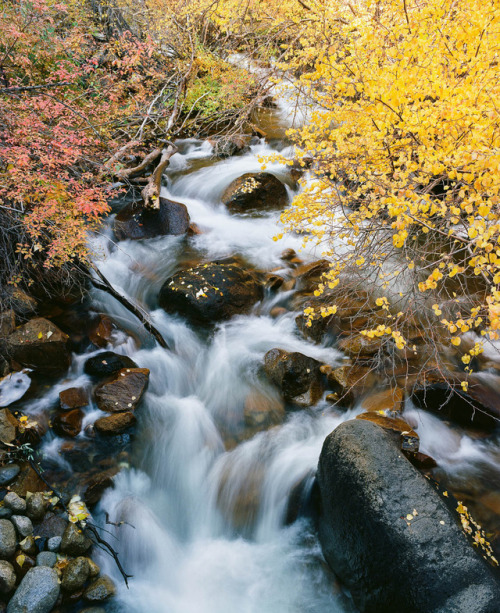 Fall Color, Rock Creek, CA. 2017James Watts