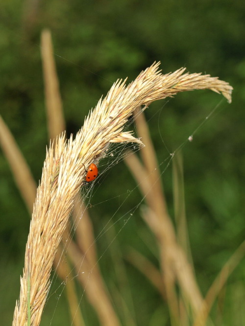 Holding on tight. Festhalten.Lady bug on a wheat plant, Baltic Sea 2012.