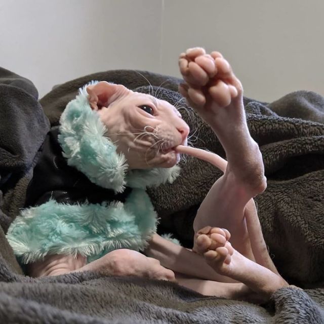 lolawashere:awesome-picz:Sphynx Cats Are Not As Photogenic As Other Cats.They’re perfect, all of them!