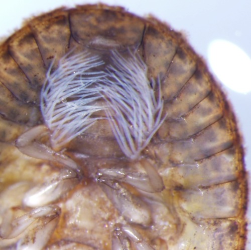 The ventral view of a water penny (Psephenus sp.). Order: Coleoptera, Family: Psephenidae Water penn