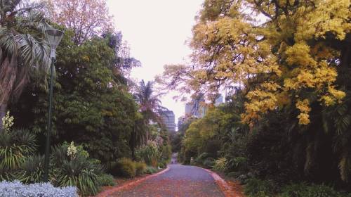 #fitzroygarden #fitzroy #fitzroyisland #garden #melbourne #australia #nature #trees #autumn #skyline