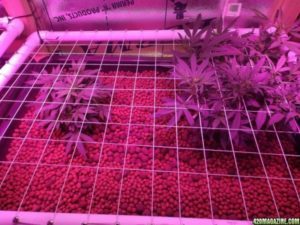 ganjahabbits:Marijuana Growing Schedules