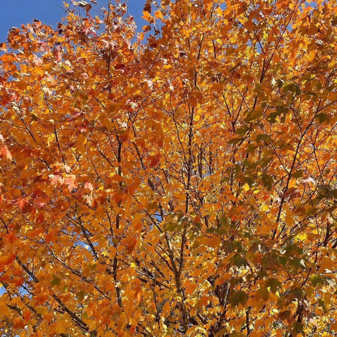 We enjoyed a walk in the glorious fall weather yesterday. Along the way, a somber and frightenly relevant reminder of how horribly inhuman we humans can be.
Photo 1: American Beech (I think) tree in it’s fiery orange and yellow fall glory.
Photo 2:...