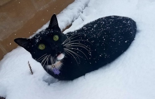 snizabelle:My cat Nihlus, who was born and raised in Hawaii, just saw snow for the first time and co