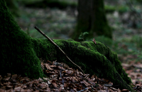 greenreblooming:walking the woods #296 *29 march 2018