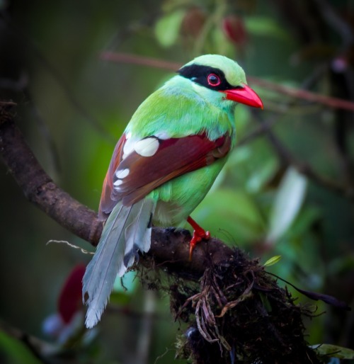 Javan green magpies, John Smith - A Wild Eye View