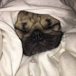 itsdougthepug:  “In a food coma” -Doug