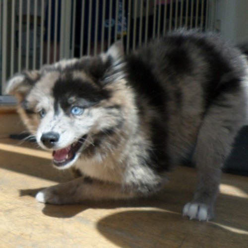 pomsky-princess: Meet Dany, a 9 week old Pomsky (Pomeranian-Husky Cross) who enjoys looking adorable