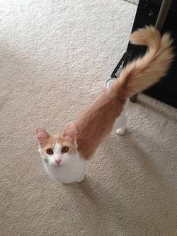 awwww-cute:  Greatest Tail of my Life