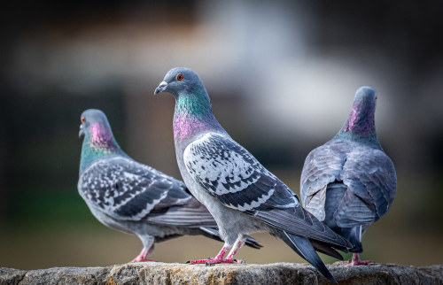 Rock Pigeon (Columba livia)© Will Hofacker