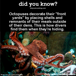 did-you-kno:  Octopuses decorate their “front