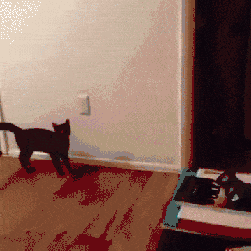 Tete Dans Le Cul Ce Matin J Ai Fait Peur A Mon Chat