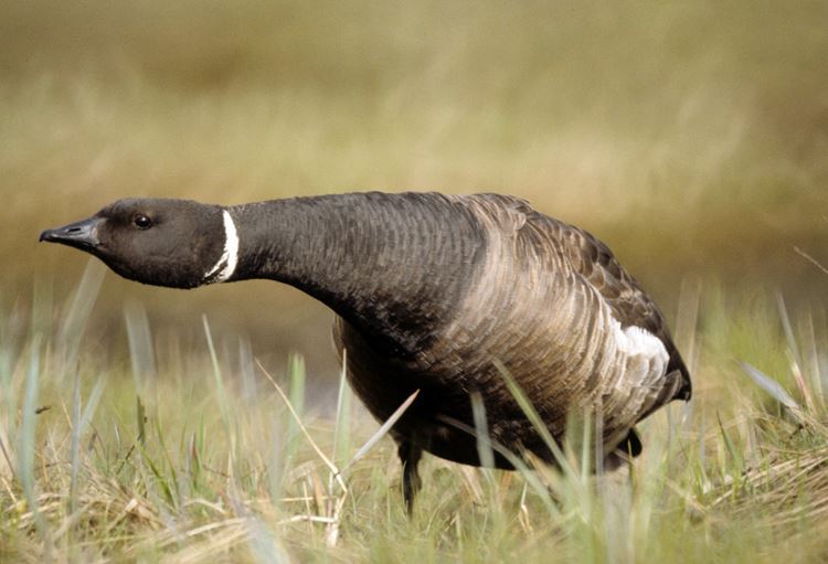 rhamphotheca:
“ Brant (Branta bernicla)
Brant are small, dark geese with large wings that give them their characteristic strong flight. They often nest in loose colonies in arctic North America and Russia using coastal tundra, islands, deltas, lakes,...